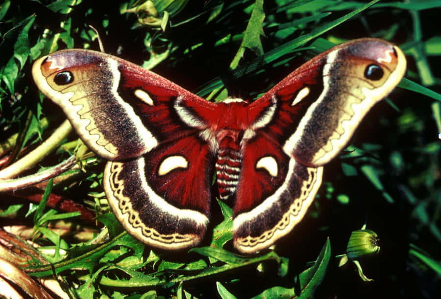 Vibrant Cecropia Mothon Greenery Wallpaper