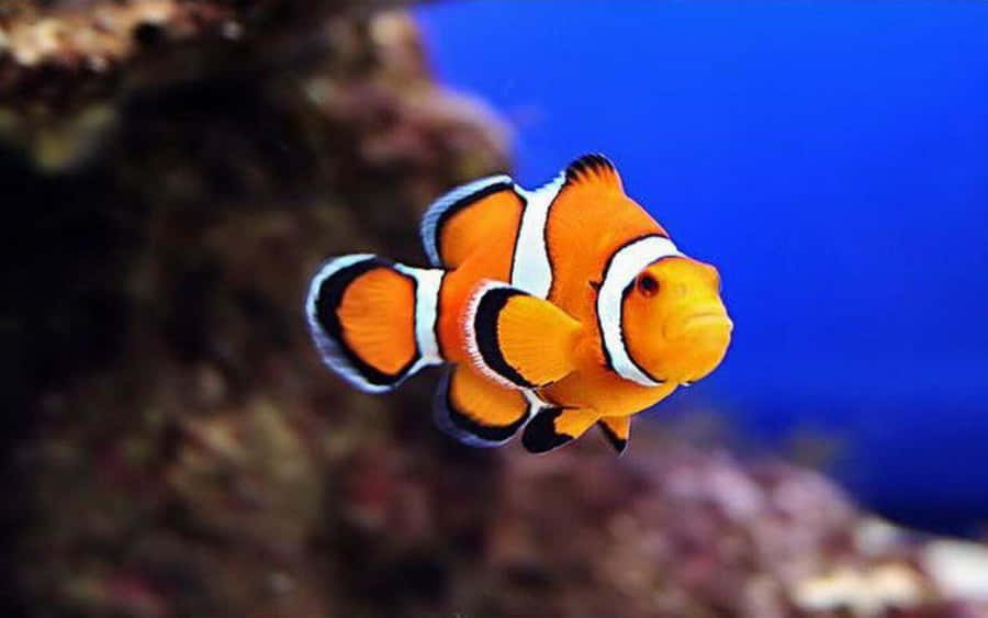 Vibrant Clownfish Swimming In The Coral Reef Wallpaper