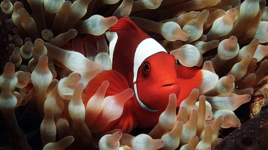 Vibrant Clownfish Swimming In The Exotic Coral Reefs Wallpaper