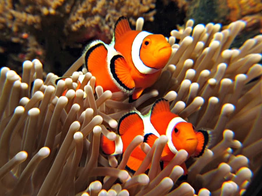 Vibrant Clownfish Swims Among Sea Anemones In Blue Ocean Depths Wallpaper