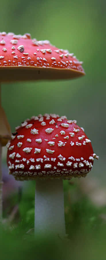 'vibrant Colorful Strips Of Lights Against A Night Sky' Wallpaper