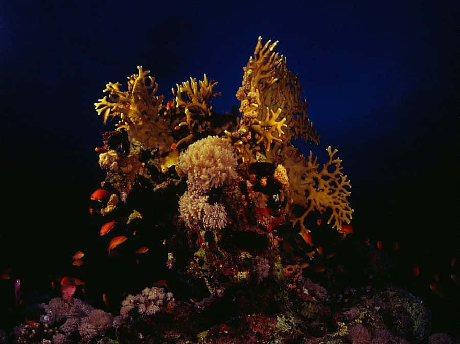 Vibrant Coral Reefat Night Wallpaper