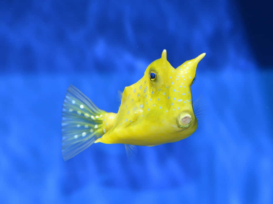 Vibrant Cowfish Swimming Underwater Wallpaper