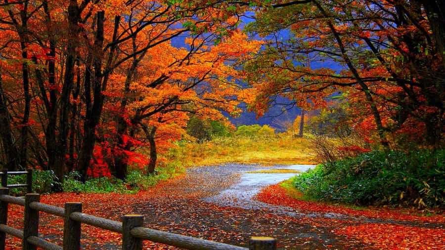 Vibrant Fall Foliage In A Serene Forest Wallpaper