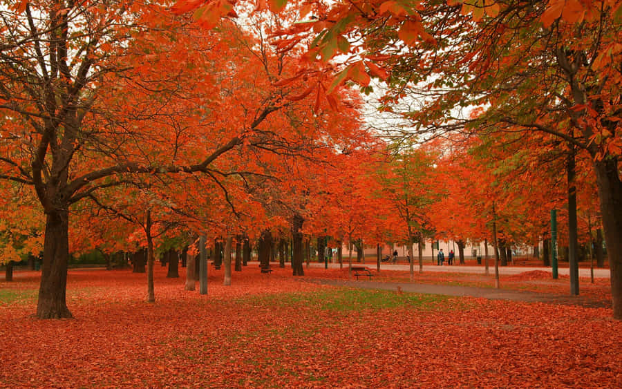 Vibrant Fall Trees In Full Splendor Wallpaper
