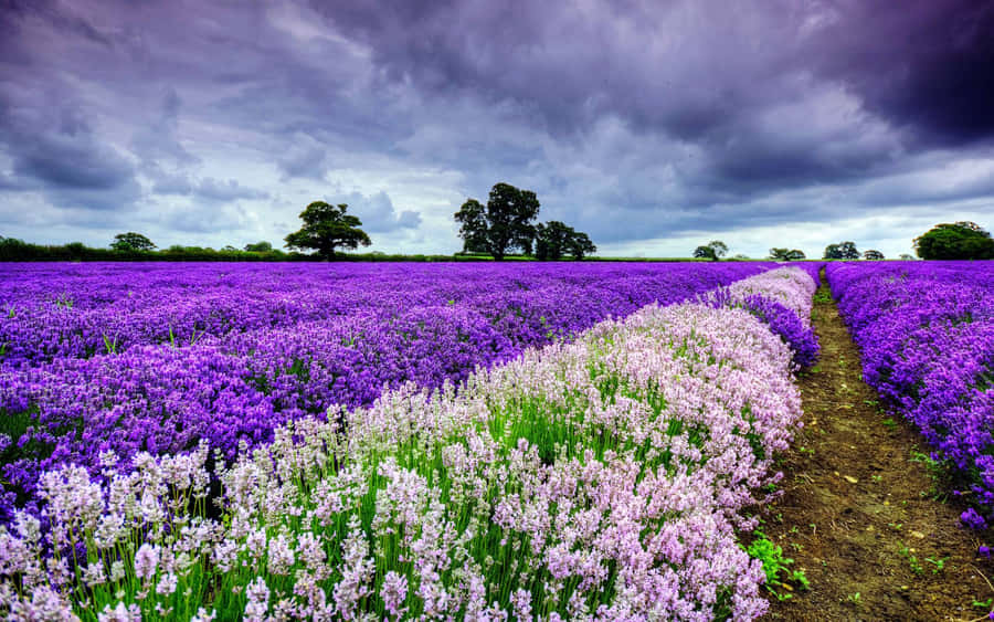 Vibrant Field Of Blooming Flowers Wallpaper