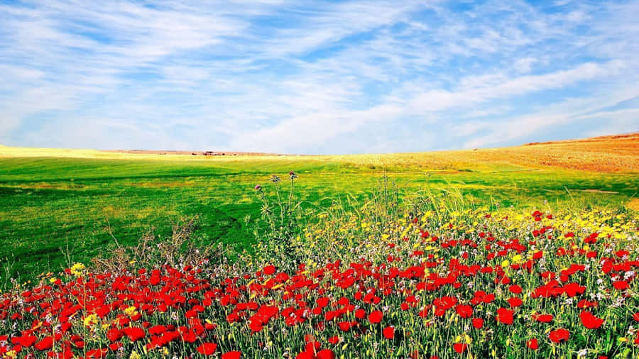 Vibrant Fieldof Red Poppies Wallpaper