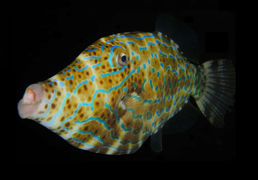 Vibrant Filefish Underwater Scene Wallpaper