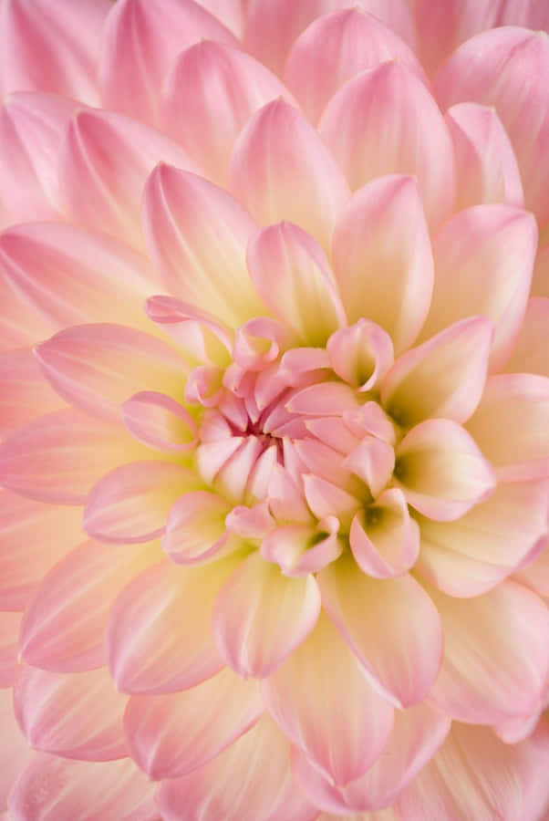 Vibrant Floral Explosion Artwork Wallpaper