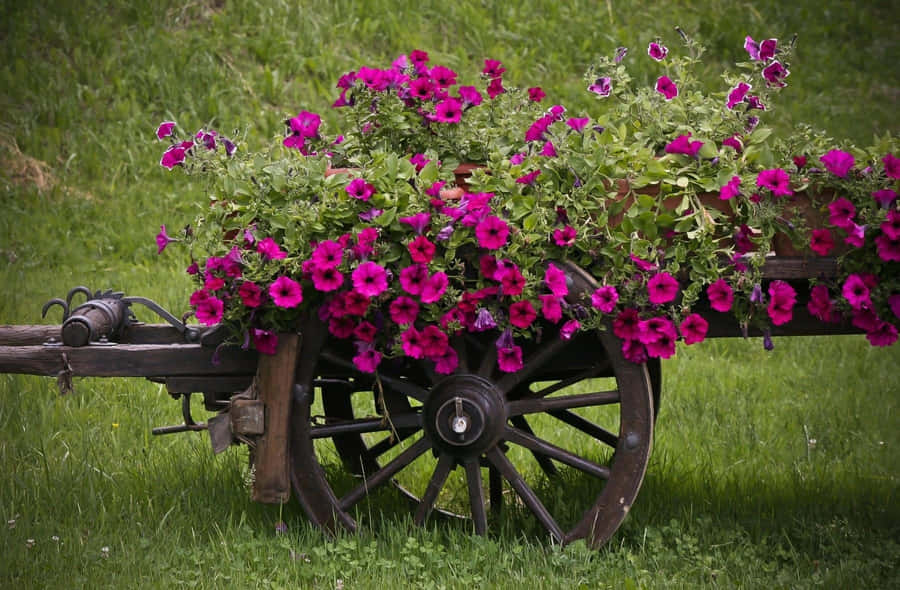 Vibrant Flower Cart Displaying A Colorful Assortment Of Fresh Blooms Wallpaper
