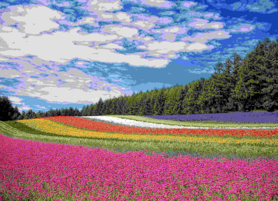Vibrant_ Flower_ Fields_4 K Wallpaper