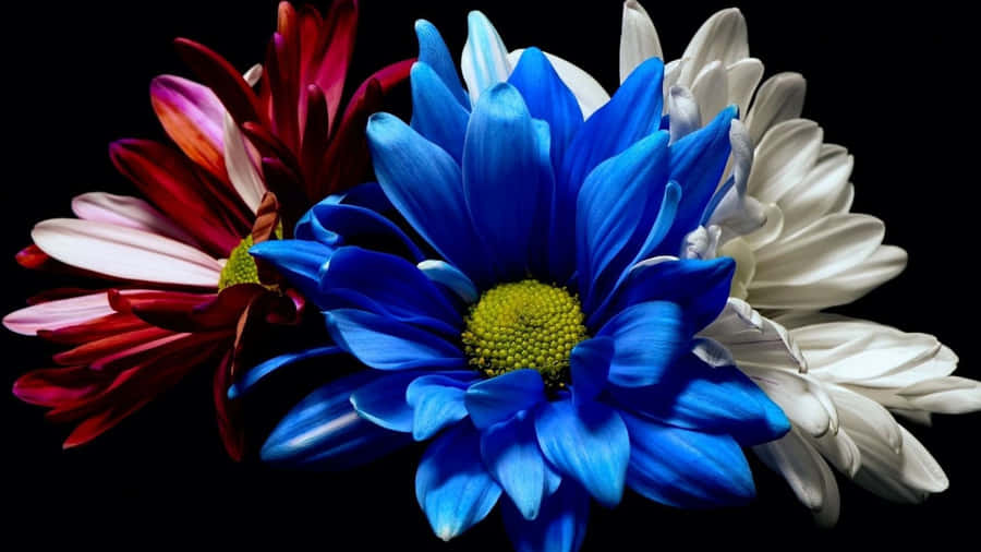 Vibrant Flowers Against Dark Background.jpg Wallpaper