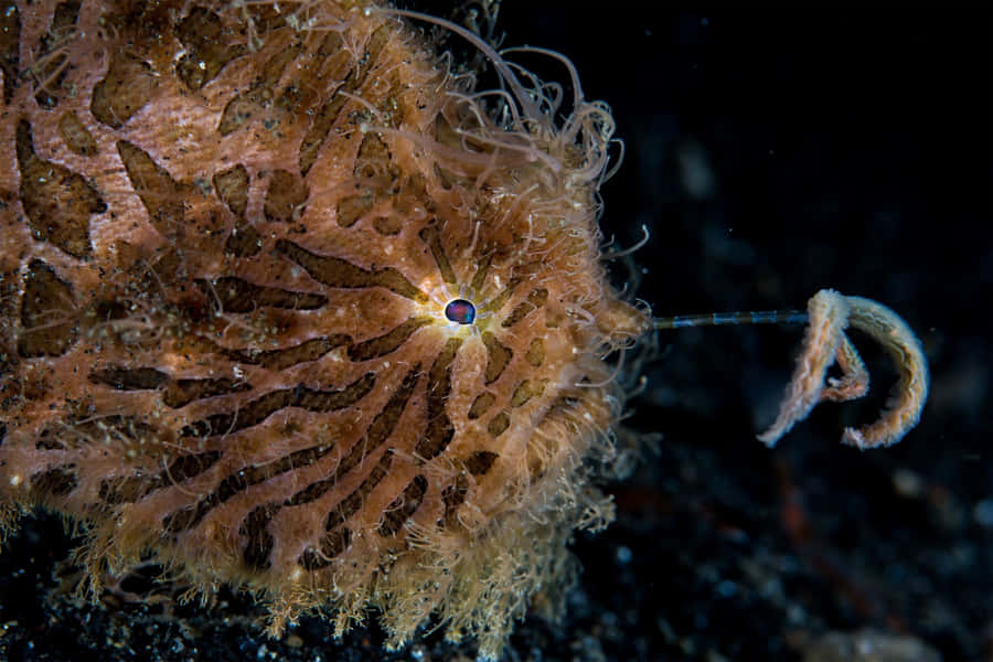 Vibrant Frogfish In Its Natural Habitat Wallpaper