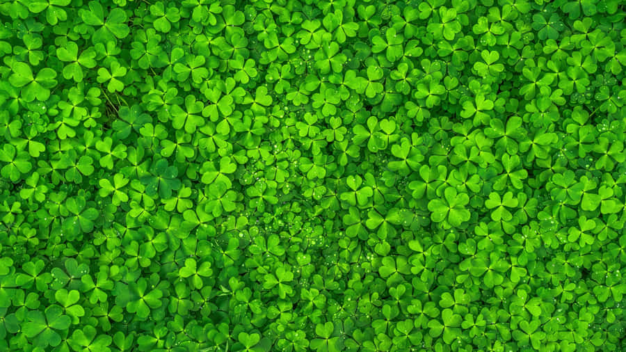 Vibrant Green Clover Field Wallpaper