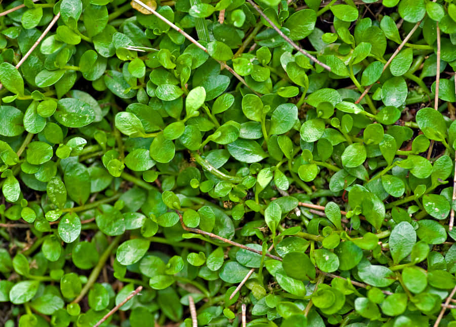 Vibrant Green Clover Texture Wallpaper