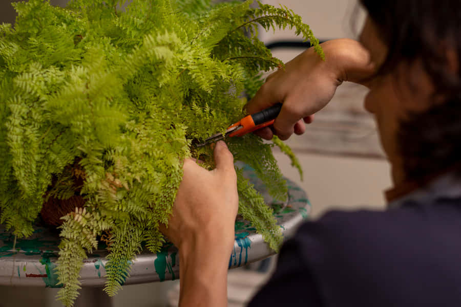 Vibrant Green Fern Wallpaper Wallpaper