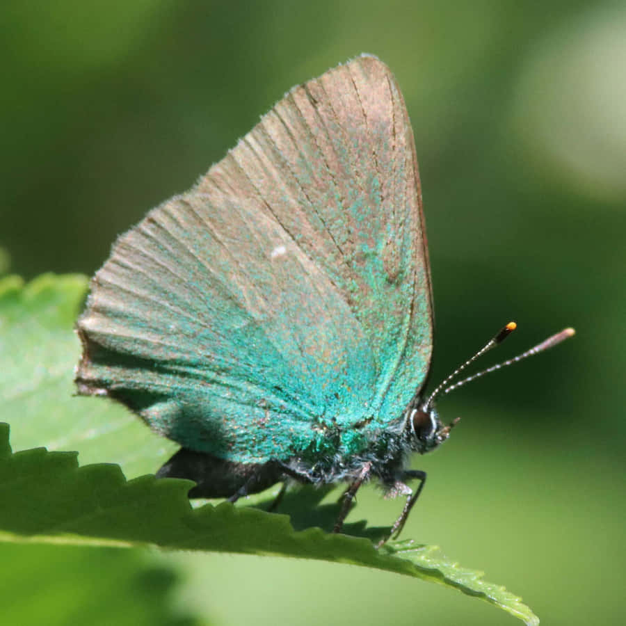 Vibrant_ Green_ Hairstreak_ Butterfly Wallpaper