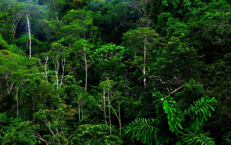 Vibrant Green Jungle Scenery Wallpaper