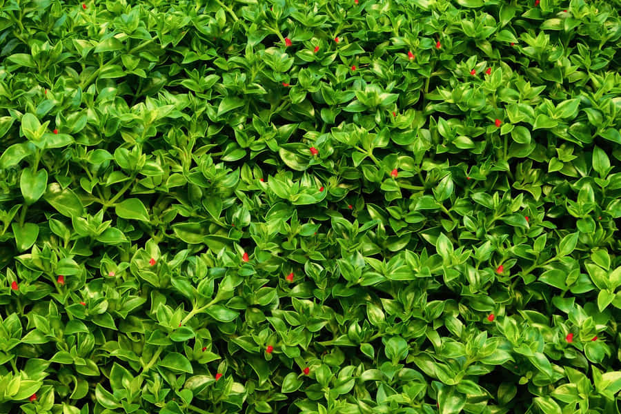 Vibrant Green Leaves Texturewith Red Berries Wallpaper