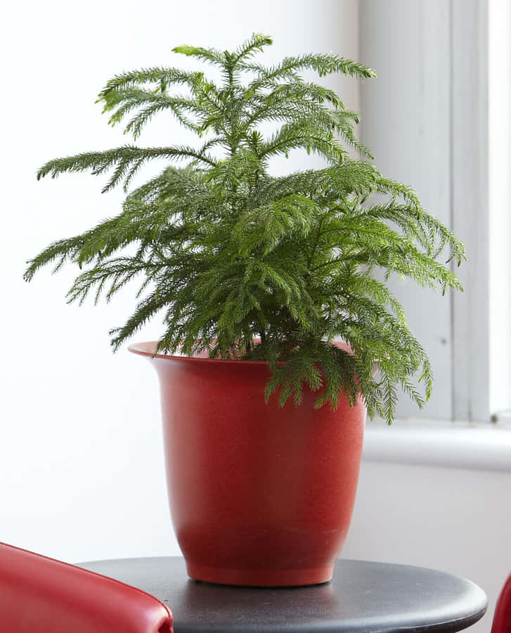 Vibrant Green Plant Flourishing In Natural Habitat Wallpaper