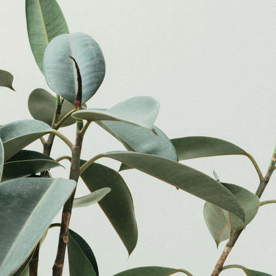 Vibrant Green Plant In Nature Wallpaper