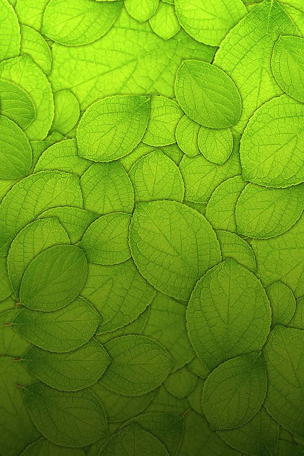 Vibrant Green Texture Background Wallpaper