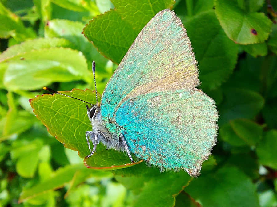 Vibrant_ Hairstreak_ Butterfly_on_ Leaf Wallpaper