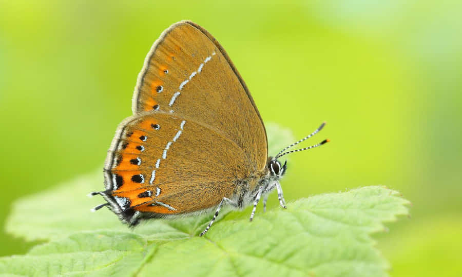 Vibrant Hairstreak Butterflyon Leaf Wallpaper