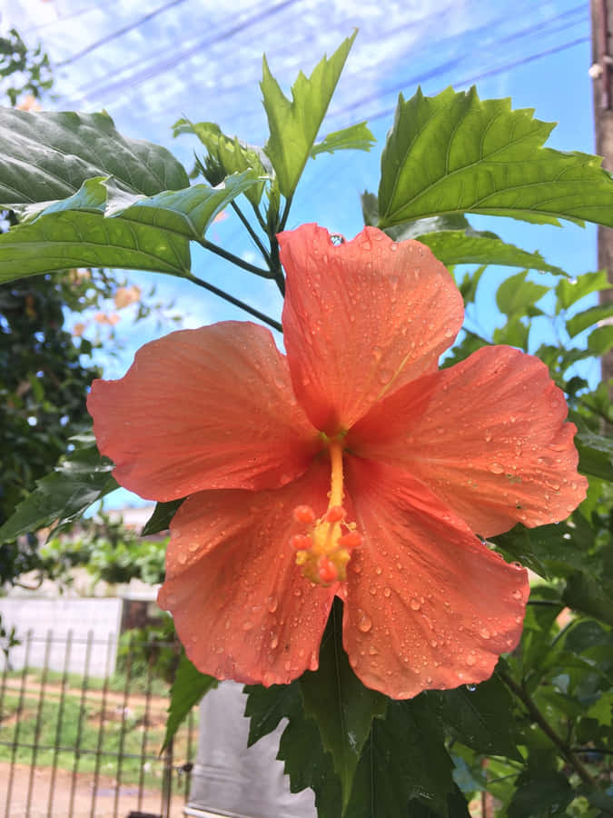 Vibrant Hibiscus Flower Dewdrops.jpg Wallpaper
