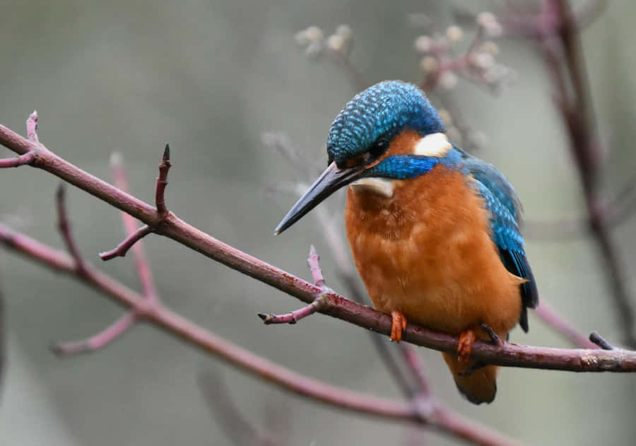 Vibrant Kingfisher Perchedon Branch Wallpaper