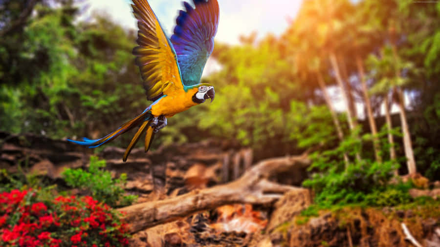 Vibrant_ Macaw_ In_ Flight_4 K Wallpaper