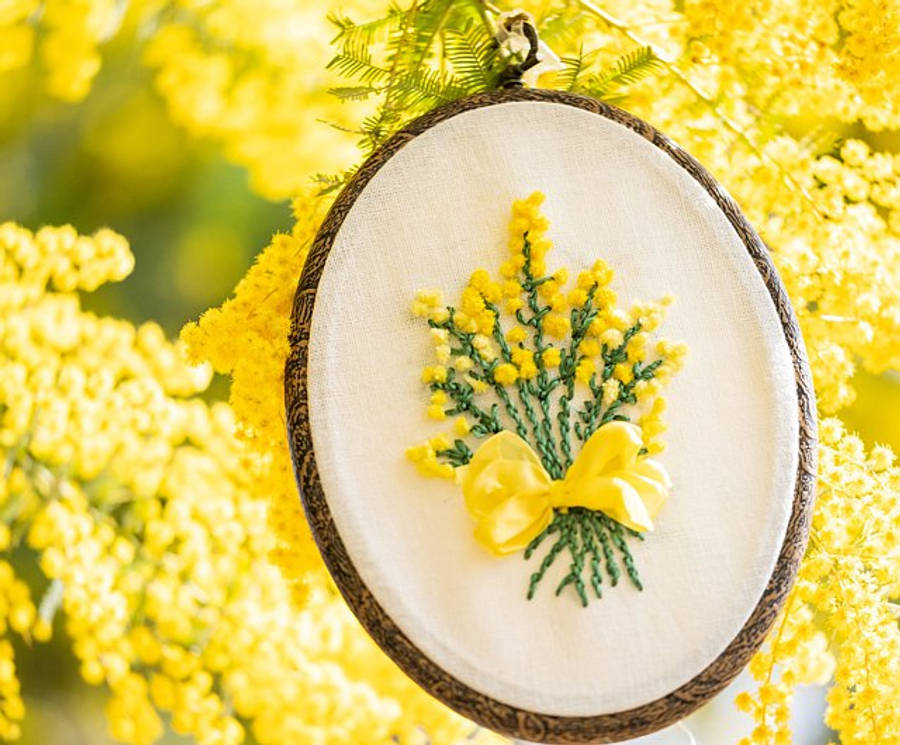 Vibrant Mimosa Flowers In Full Bloom Wallpaper