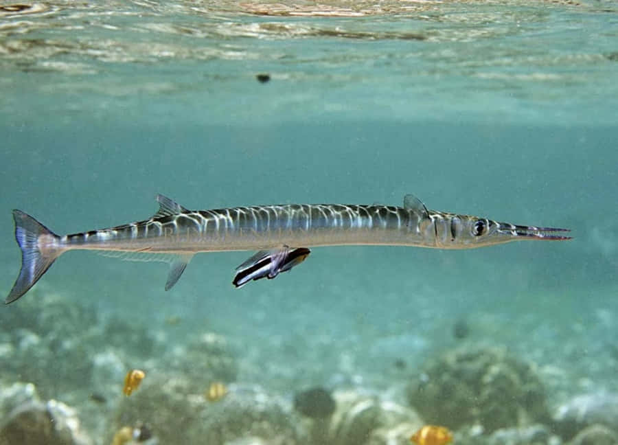 Vibrant Needlefish Gliding Through Crystal Clear Waters Wallpaper