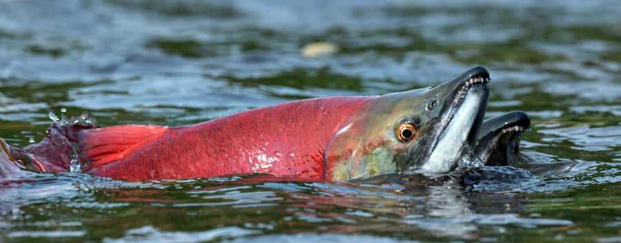 Vibrant Pacific Salmon Spawning Wallpaper
