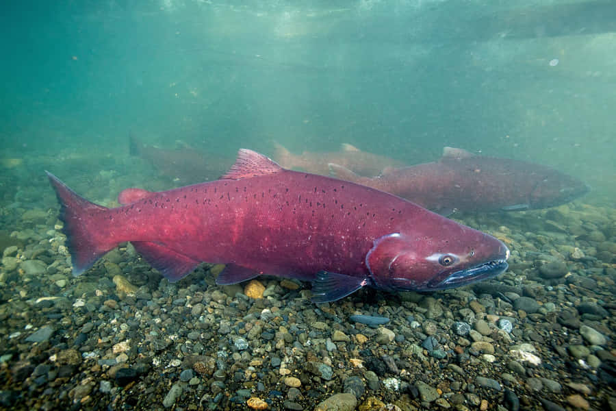Vibrant_ Pacific_ Salmon_ Underwater.jpg Wallpaper
