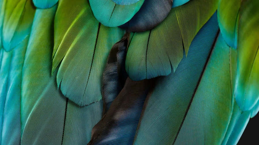 Vibrant Parrot Feathers Closeup Wallpaper