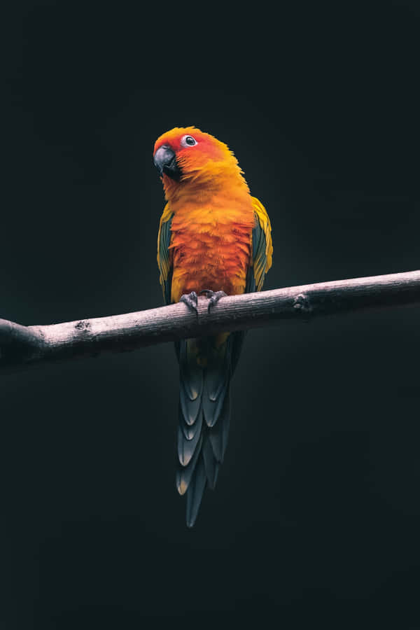 Vibrant Parroton Branch Wallpaper