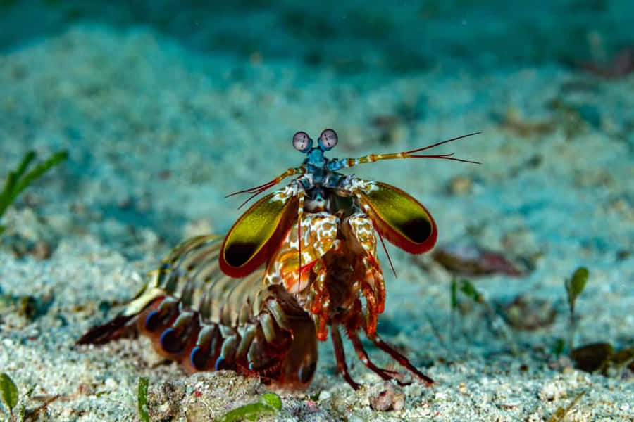 Vibrant Peacock Mantis Shrimp In Its Natural Habitat Wallpaper