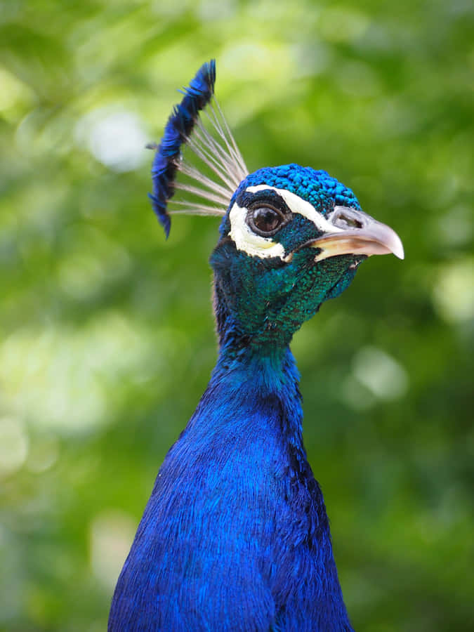 Vibrant Peacock Portrait4 K Wallpaper