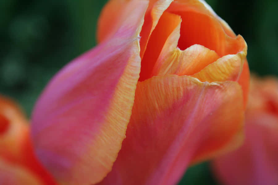 Vibrant Pink Orange Tulip Closeup.jpg Wallpaper