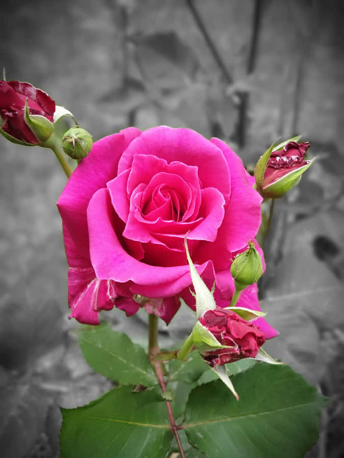 Vibrant_ Pink_ Rose_ Grey_ Background.jpg Wallpaper