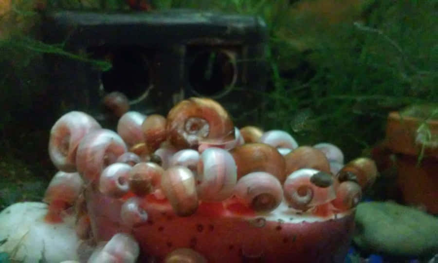 Vibrant Pink Snail Crawling In Nature Wallpaper