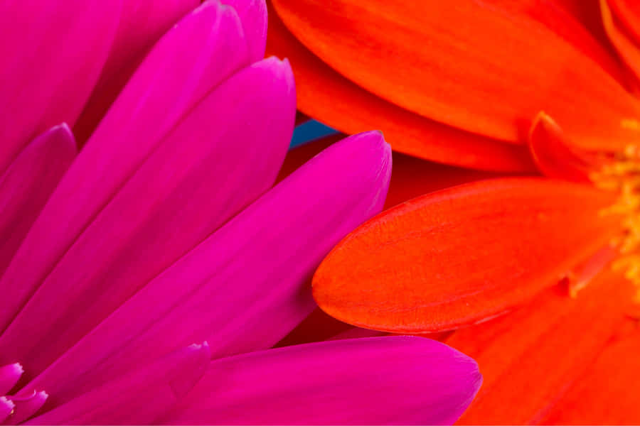 Vibrant Pinkand Orange Floral Closeup Wallpaper