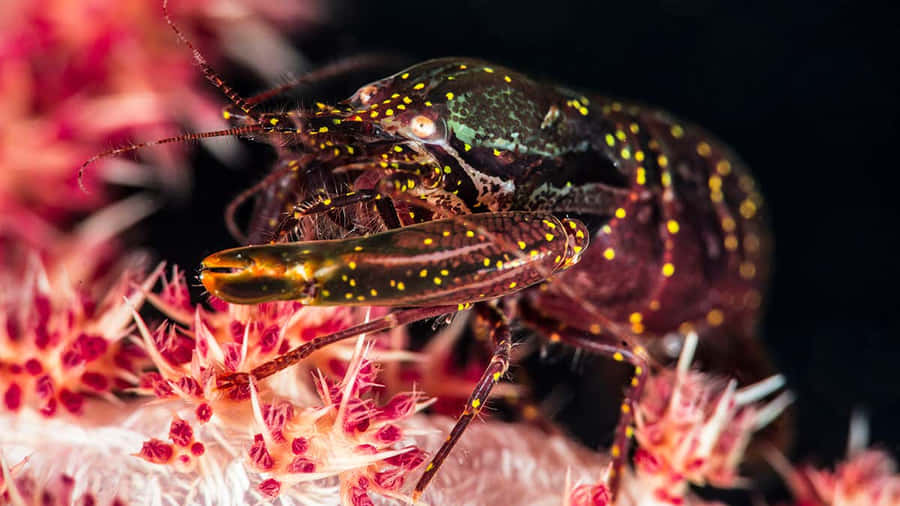 Vibrant Pistol Shrimp In Its Natural Habitat Wallpaper