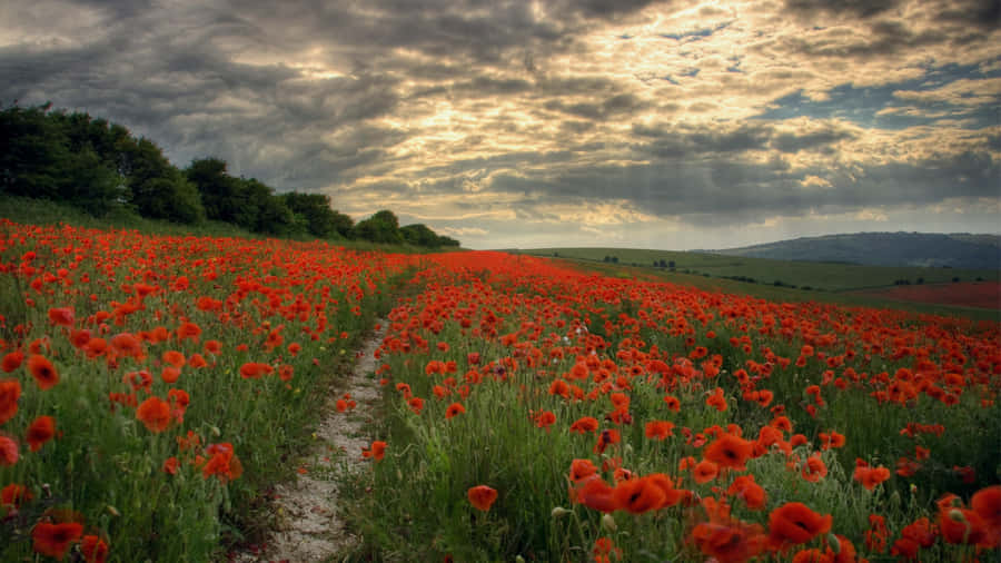 Vibrant Poppy Field At Sunset Wallpaper