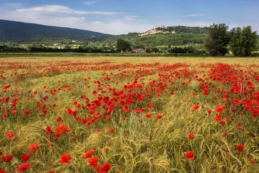 Vibrant Poppy Field At Sunset Wallpaper