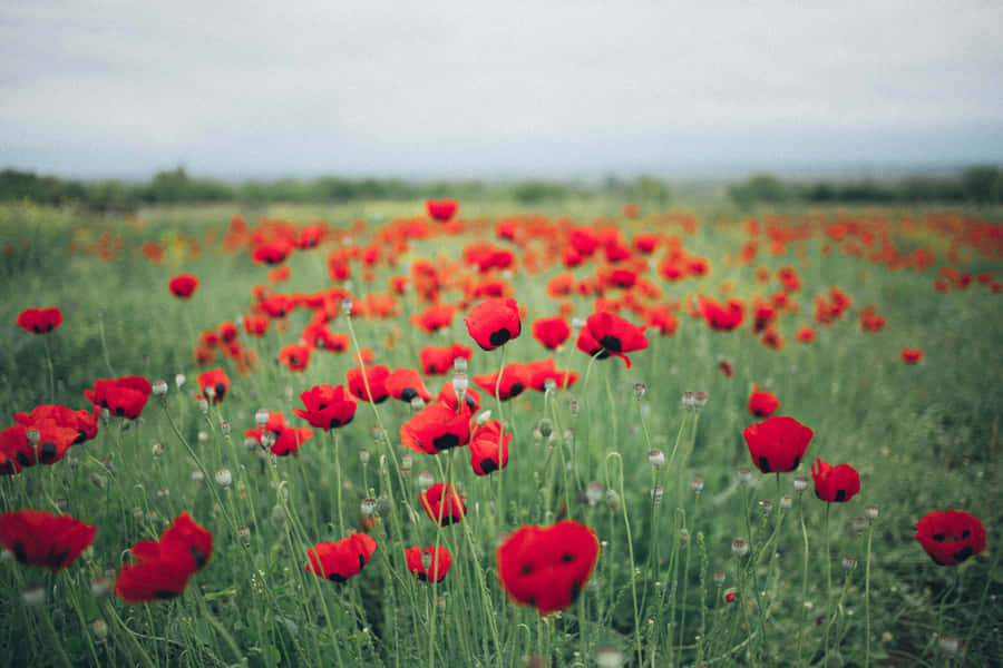 Vibrant Poppy Field In Full Bloom Wallpaper