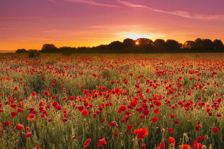 Vibrant Poppy Field In Full Bloom Wallpaper