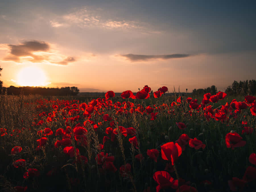 Vibrant Poppy Field In Full Bloom Wallpaper