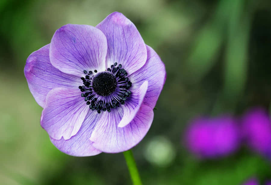 Vibrant_ Purple_ Anenome_ Closeup.jpg Wallpaper